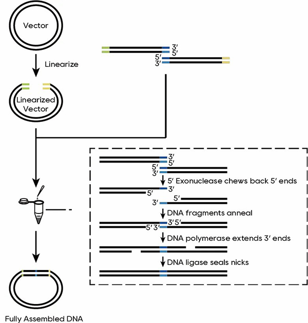 新品上线 %7C QuarCam无缝克隆试剂让载体和多片段&ldquo;一拍_ed51e068