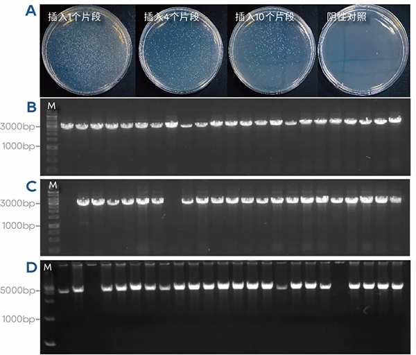 新品上线 %7C QuarCam无缝克隆试剂让载体和多片段&ldquo;一拍_8b4153ed